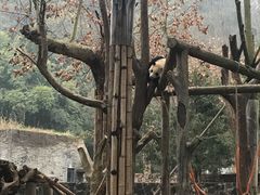 -都江堰中华大熊猫苑