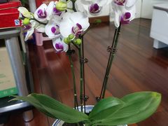 -双季花艺园艺市场(浦东店)
