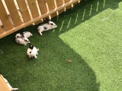 -萌宠亲子动物乐园(槐房万达店)