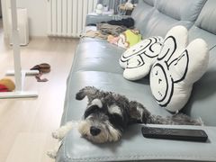 -全心全意连锁动物医院·微创中心·内科急重症·心脏专科(丰管路店)