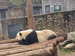 -都江堰中华大熊猫苑