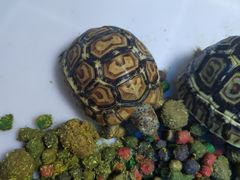 -安安宠医·安宠宠物医院