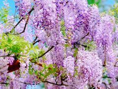 -嘉定紫藤园