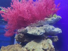 -江和美海洋公园