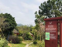 -天适樱花悠乐园