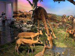 -国家自然博物馆