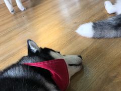 -Husky Go! 哈士奇体验馆·宠物咖啡厅狗咖