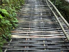 -西双版纳原始森林公园