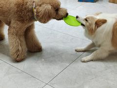 -喜洋洋宠物医院(震川路总店)