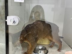 -福州肆爪动物医院
