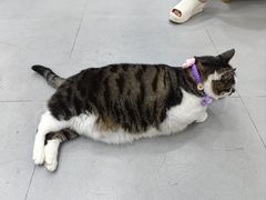 -派特宠物医院(圆融广场店)