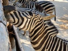 -泉州海丝野生动物世界