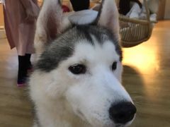 -Husky Go! 哈士奇体验馆·宠物咖啡厅狗咖