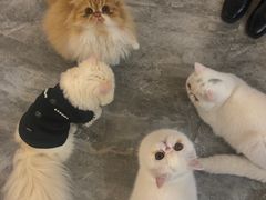 -More Fun猫咖 二十只万元加菲主题