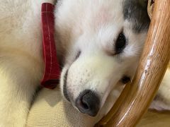 -Husky Go! 哈士奇体验馆·宠物咖啡厅狗咖