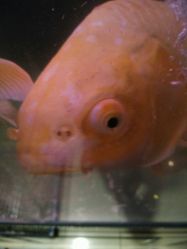 android_upload_pic-周忆刺青原创设计定制