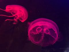 -迪拜水族馆及水下动物园