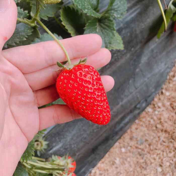 西禾草莓采摘园-"草莓很好吃啊!到了之后,先让尝了尝各品种.