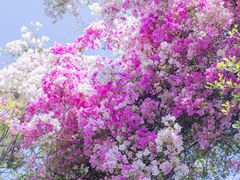 -深圳国际园林花卉博览园