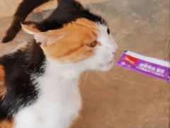 -长春观斋补堂素菜馆