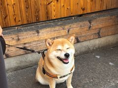 -王天顺海苔饼