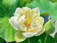 -莲花池公园