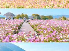 -径山花海