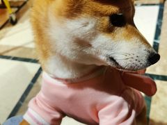 -猫色咖啡·猫咖