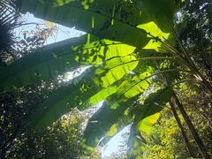 -杨合林啊兰烤鱼