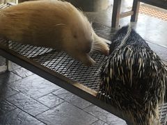 -清迈夜间动物园