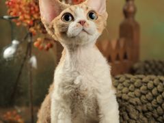 -momokira米努特·德文卷毛猫·棉花面纱犬