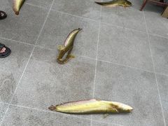 -江龙饭店·乌江豆腐鱼(乌江老桥头店)