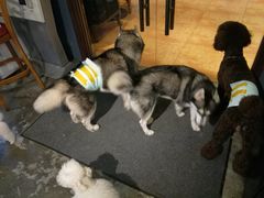 -more than meow吴止猫主题餐厅(承德 中船汇店)