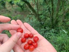 -樱桃山旅游景区