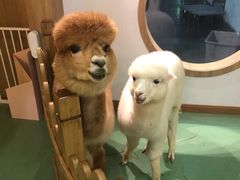 -藦茜花园宠物主题亲子互动体验馆(国顺东路店)