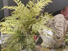 -绿茶餐厅(滨海万达广场店)