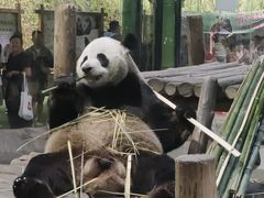 -栾川竹海野生动物园