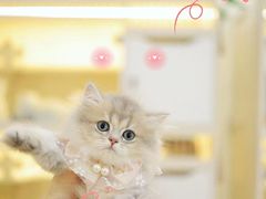 -柚子猫舍·精品猫舍购猫·猫咪认养·购宠·宠物店