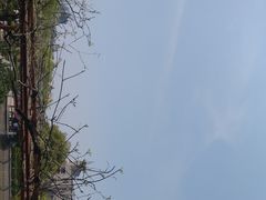 -嘉定紫藤园
