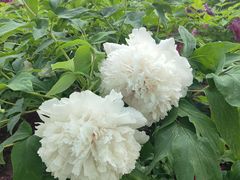 -莲花池公园