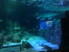 -悉尼海洋生物水族馆