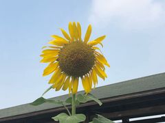-仙岳公园