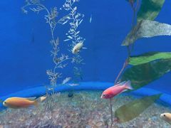 -欢乐海岸海洋奇梦馆