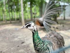 -江天生态园餐厅