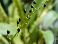 -东莞植物园