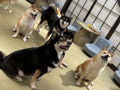 -逗柴咖啡屋·狗咖猫咖宠物桌游