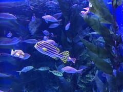 -成都浩海立方海洋公园