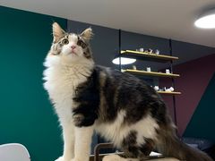-猫大福·Fortune Cat猫舍(百子湾店)