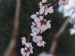 -颐和园