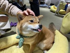 -逗柴咖啡屋·狗咖猫咖宠物桌游